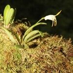 Masdevallia chontalensis