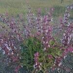 Salvia sclarea फूल
