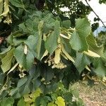 Tilia americana Frukto