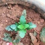 Kalanchoe laciniata ഇല