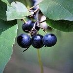 Cissus antarctica Fruit