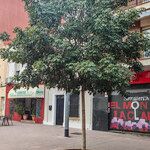 Handroanthus heptaphyllus Hábitos