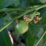 Solanum pseudocapsicum 果實