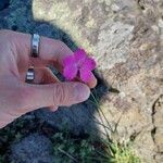 Dianthus carthusianorum Floare