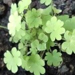 Bowlesia incana Yaprak