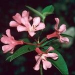 Rhododendron crassifolium