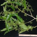 Pouzolzia obliqua Otro