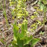 Epipactis rhodanensis Bloem