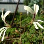 Pelargonium trifidum Other