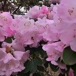 Rhododendron oreodoxa Flower