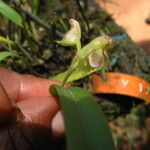 Polystachya carnosa Flor