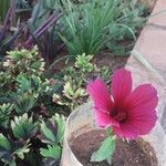 Hibiscus cannabinus Flower