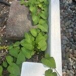 Calystegia sepiumBlatt