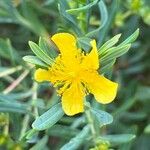 Hypericum kalmianum Flor