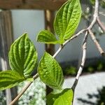 Cornus florida Blad