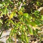 Lampranthus multiradiatus ഇല