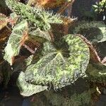 Begonia sizemoreae Φύλλο