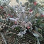 Pardoglossum cheirifolium Flower