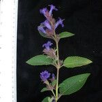 Strobilanthes tomentosa Kita