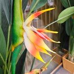 Strelitzia reginaeKwiat