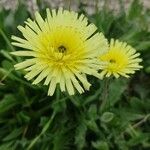 Hieracium berardianum Flower