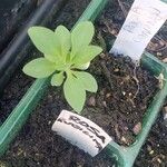 Petunia x atkinsiana ഇല