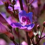 Penstemon spectabilis Flower