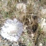 Lomelosia palaestina Flower