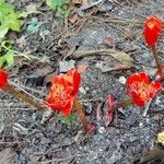 Haemanthus coccineus Virág