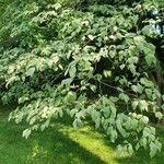 Cornus floridaপাতা