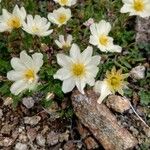 Anemone baldensis Květ
