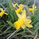 Narcissus cyclamineus Çiçek