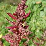 Atriplex hortensis Virág