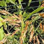 Sorghum halepense Λουλούδι