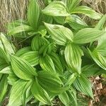 Veratrum albumFuelha