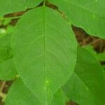 Staphylea trifolia Leaf