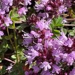 Thymus serpyllum 花