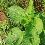 Leonotis nepetifolia Liść