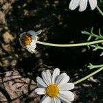 Cheirolophus canariensis Flower