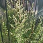 Artemisia vulgaris Yaprak