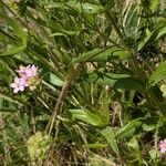 Centaurium erythraea পাতা