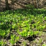 Symplocarpus foetidus Συνήθη χαρακτηριστικά