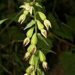 Epipactis phyllanthes Плід