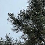 Pinus attenuata Lehti