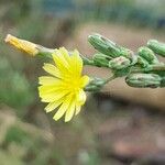 Lactuca serriola Квітка