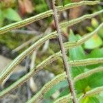 Pteris longifolia Ffrwyth