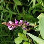 Desmodium canadense Flor