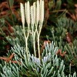 Lycopodium tristachyum Habitatea