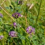 Medicago × varia Flors