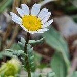 Mauranthemum paludosum Blatt